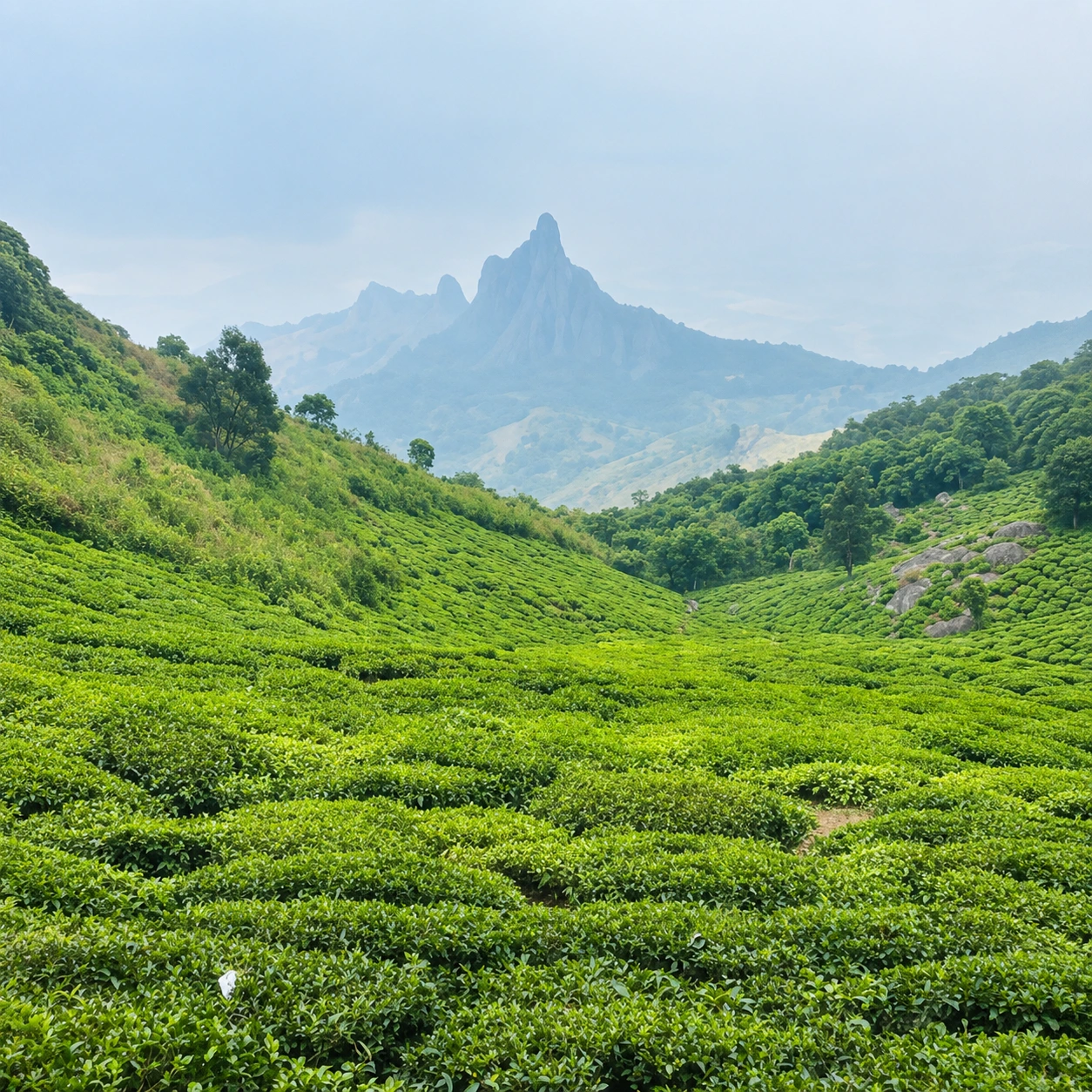 Kothagiri Tea Plantation Valley